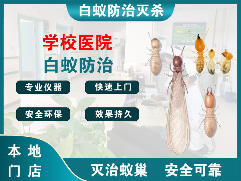 青浦区学校医院白蚁防治
