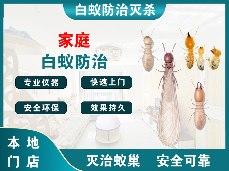 青浦区家庭白蚁防治