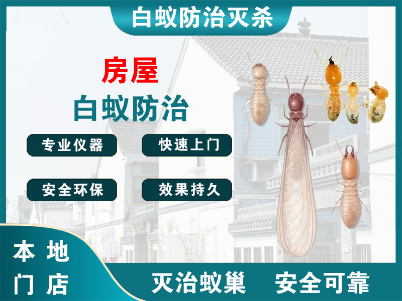 青浦区房屋白蚁防治